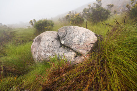 Local flora - grass and small bushes, most of it endemic to Madagascar growing in Andringitra National Park as seen during trek to peak Bobyの写真素材