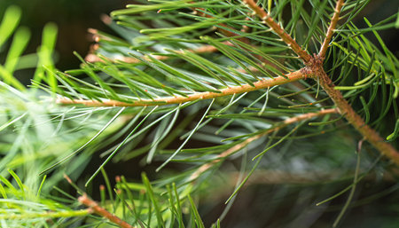 Young green fir growing on coniferous tree branch, small spider resting at twig, closeup macro...