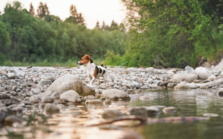 Small Jack Russell terrier walking near shallow river shore, exploring afternoon sun lit water and...