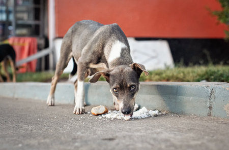 Stray dog eating drops of bread thrown on ground near road curbの写真素材