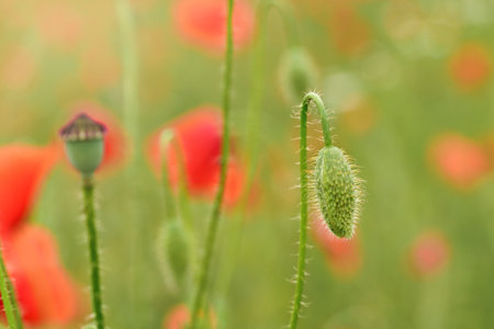 Green closed wild poppy bud growing in field of unripe wheat, closeup shallow depth of field soft photoの写真素材