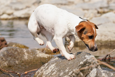 Small Jack Russell terrier playing in shallow river on sunny day, jumping from water to stone, drops...