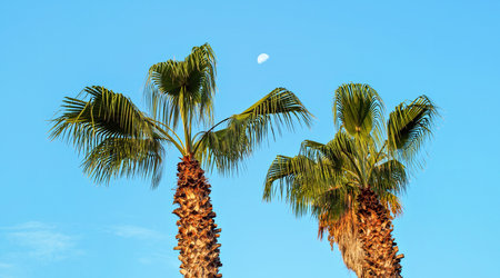 Looking up palm trees in holiday resort, clear blue sky with moon aboveの写真素材