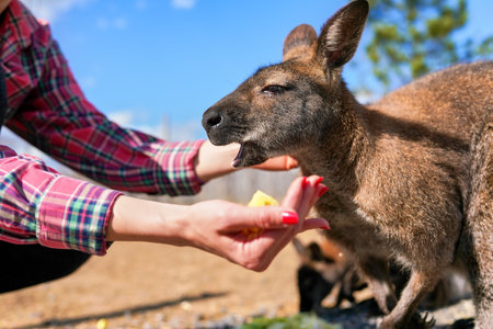Young woman posing with kangaroo, feeding the animal some fruit from her handの写真素材