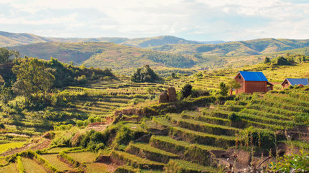 Typical Madagascar landscape - green and yellow rice terrace fields on small hills with clay houses in region near Vohiposaの写真素材