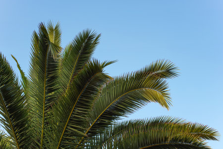 Green palm leaves against clear blue skyの写真素材