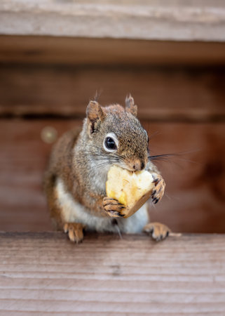 American red squirrel (Tamiasciurus hudsonicus) eating piece of fruit, closeup detailの写真素材