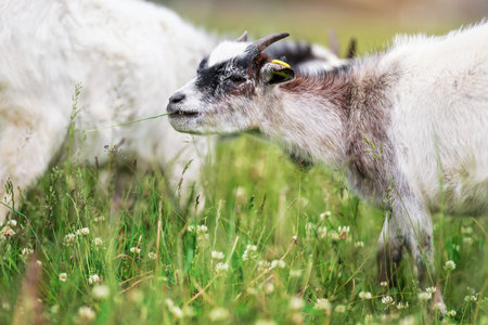 White brown goat kid grazing, eating grassの写真素材
