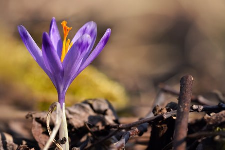 Sun shines on wild purple and yellow iris (Crocus heuffelianus discolor)  flower growing in spring...