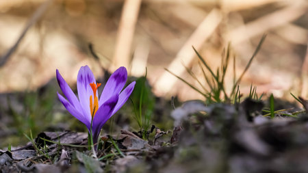 Sun shines on wild purple and yellow iris (Crocus heuffelianus discolor)  flower growing in spring...