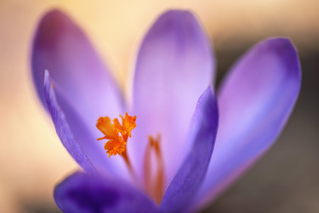 Sun shines on wild purple and yellow iris (Crocus heuffelianus discolor) flower, abstract closeup macro detailの写真素材