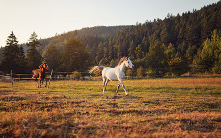 White Arabian horse running on grass field another brown one behind, forest in backgroundの写真素材