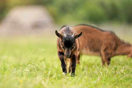 Small brown goat (Holland pygmy breed) kid grazing, eating grass, another animal backgroundの写真素材