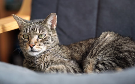 Gray brown tabby cat resting on armchair, looking curiously, closeup detail on his headの写真素材