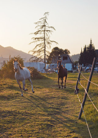 White Arabian horse running on grass field another brown one behind, blurred sunset lit farm...