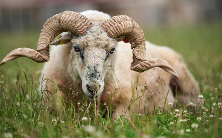 Sheep with twisted horns, (Traditional Slovak breed - Original Valaska ) resting in spring meadow grassの写真素材