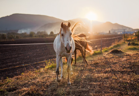 White Arabian horse running on grass field another brown one behind, afternoon sun shines in backgroundの写真素材