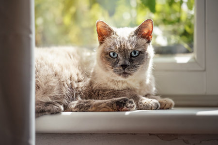 Furry cat relaxing on window sill ledge, sun shines to her, closeup detailの写真素材