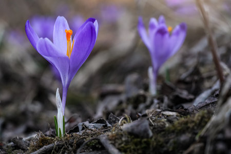 Wild purple and yellow iris (Crocus heuffelianus discolor) flower sgrowing in shade, dry grass and leaves aroundの写真素材