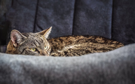 Gray brown tabby cat resting on armchair, looking curiously, closeup detail on his headの写真素材