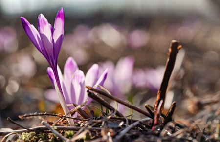 Sun shines on wild purple and yellow iris (Crocus heuffelianus discolor)  flowerの写真素材