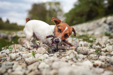 Small Jack Russell terrier playing by the river, walking on wet stones, chewing and pulling wooden...