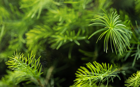 Fine fir growing on young coniferous tree, closeup shallow depth of field macro detail - only few blades in focus, abstract natural backgroundの写真素材