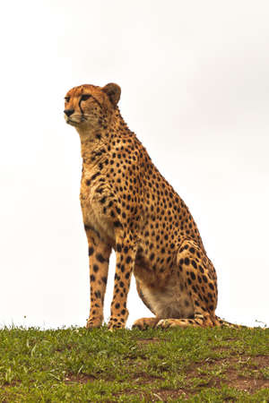 Patrolling cheetahの写真素材