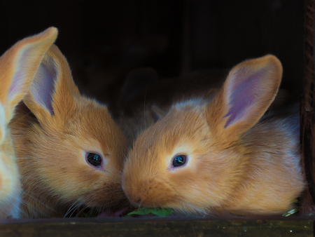 Brown young rabbits (family) in the dark cageの写真素材