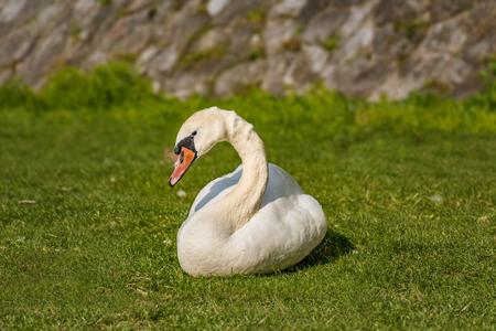 White swan eating and relaxing on the green grass of the riverbankの写真素材