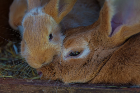 Brown young rabbits (family) in the dark cageの写真素材
