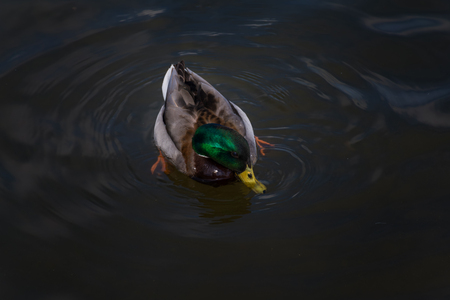 Mallard duck floating and eating in the riverの写真素材