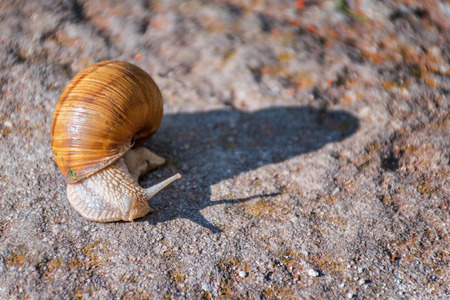Snail moving slowly on the rock in the green grassの写真素材