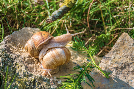 Snails climbing on the rock in the green grassの写真素材