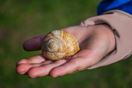 Young boy showing a snail in his palm