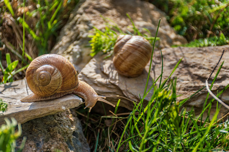 Snails climbing on the rock in the green grassの写真素材