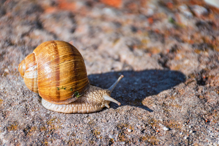 Snail moving slowly on the rock in the green grassの写真素材