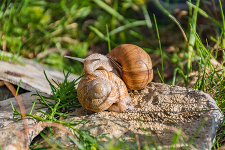 Snails climbing on the rock in the green grassの写真素材