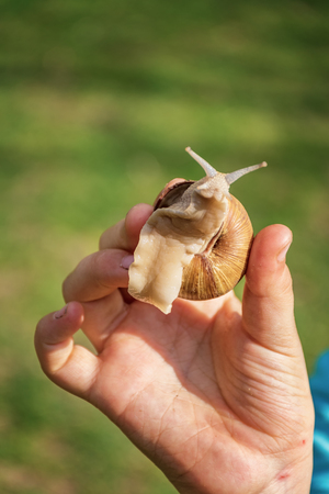 Young girl showing a snail in her palmの写真素材