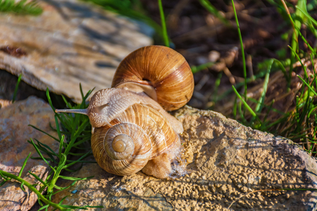 Snails climbing on the rock in the green grassの写真素材