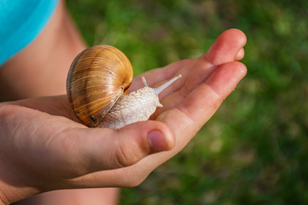 Young girl showing a snail in her palmの写真素材