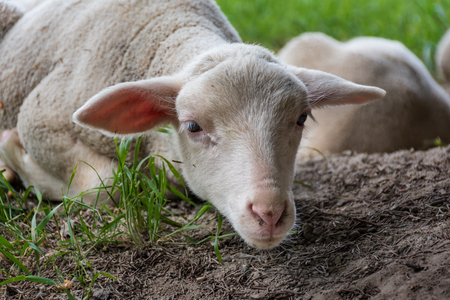 white lamb lies in the grass (meadow)の写真素材