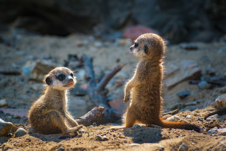 Pair of very young suricate pups standing on the sand (Suricata suricatta)の写真素材