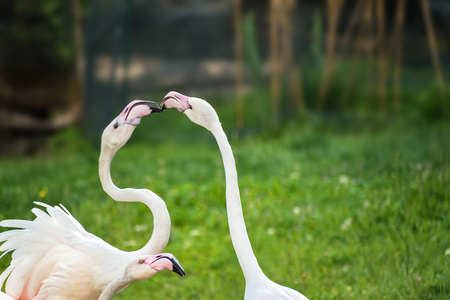 Pink Greater Flamingos playing on green grass (Phoenicopterus ruber)の写真素材