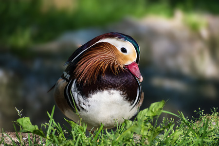 Beautiful Mandarin duck (aix galericulata) in the green grass â closeupの写真素材