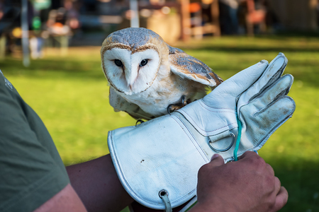 Barn owl on handler's glove (Tyto alba) の写真素材