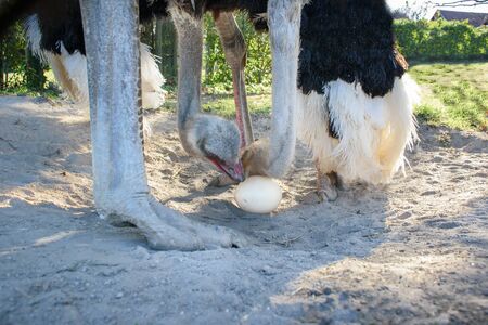 Ostrich (Struthio camelus) takes care of their egg in nestの写真素材