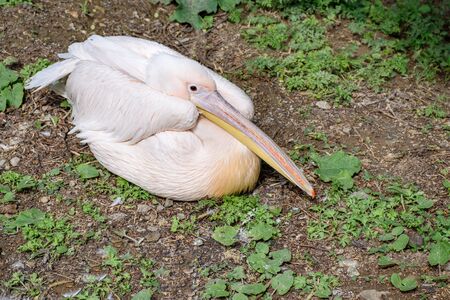 Dalmatian pelican (Pelecanus crispus) sits on ground with wings foldedの写真素材