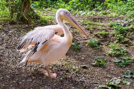 Dalmatian pelican (Pelecanus crispus) stays on ground with unfolded wings の写真素材