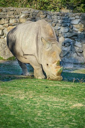 Square-lipped rhinoceros (Ceratotherium simum) eats grassの写真素材